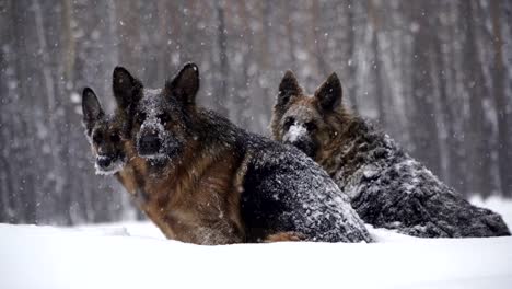 Sheepdog.-Dogs-of-the-shepherd-breed-run-through-the-snow