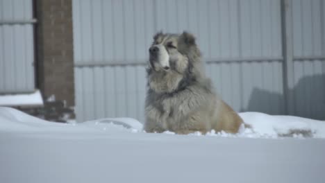 der-Hund-fühlt-sich-den-allgemeinen-plan