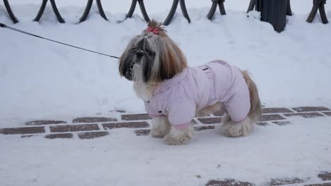 Hund-ist-Fuß.-Shih-Tzu-ist-rosa-Kostüm-tragen,-stehen-im-Winter-Park.