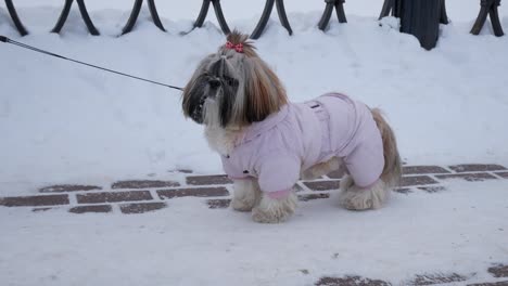 Dog-is-walking.-Shih-Tzu-is-wearing-pink-costume,-standing-in-the-winter-park.