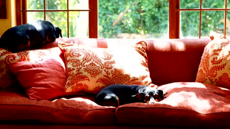Dogs-sleeping-on-sofa-in-living-room-4k