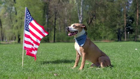 Perro-American-staffordshire-terrier-se-encuentra-en-el-parque-en-el-césped-delante-de-la-bandera-de-Estados-Unidos