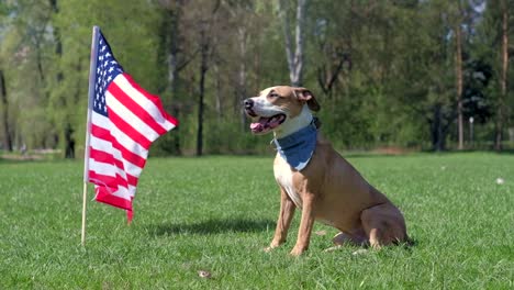 American-staffordshire-terrier-dog-sits-at-park-on-grass-in-front-of-USA-flag