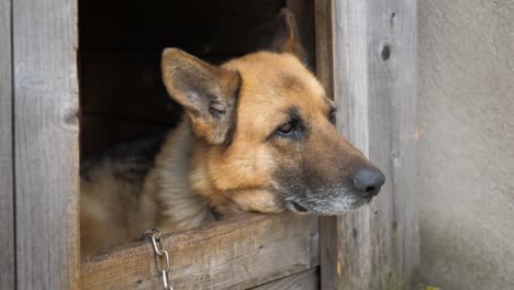 Close-Up-View-Of-A-German-Shepherd-Dog-Looking-Forward