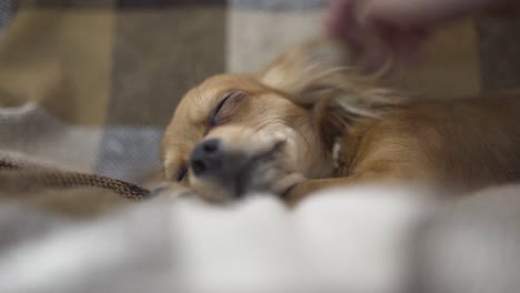 perro-gracioso-adorable-Chihuahua-duerme-en-tela-escocesa,-movimientos-de-la-mano-de-una-persona-una-mascota-tranquila