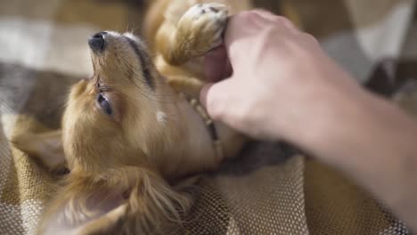 perro-gracioso-adorable-Chihuahua-duerme-en-tela-escocesa,-movimientos-de-la-mano-de-una-persona-una-mascota-tranquila