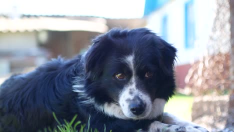 Perro-acostado-en-el-campo-de-hierba