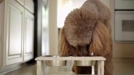 4K-Video-of-Brown-Standard-Poodle-eating-from-his-bowl-in-the-kitchen