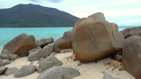 Hunde-schlafen-am-Strand-tropischen-Insel