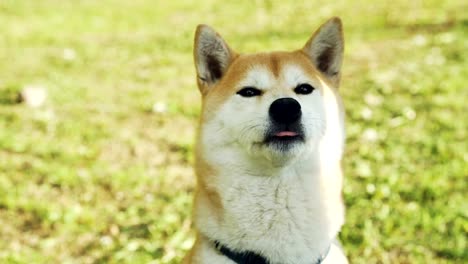 Close-up-portrait-of-sweet-shiba-inu-puppy-sitting-on-grass-and-sniffing-air-then-licking-its-mouth.-Adorable-animals,-no-people-and-summertime-concept.