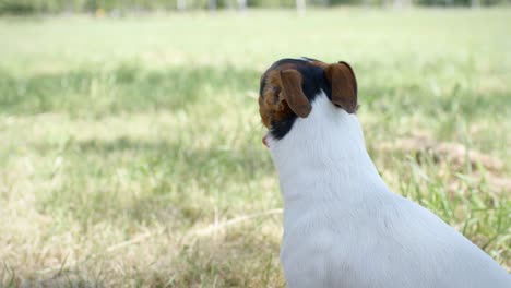 Hund-auf-dem-Rasen