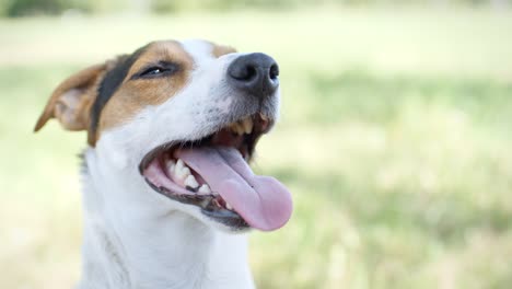 Dog-on-the-grass