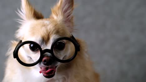 clevere-Chihuahua-braun-Hund-tragen-Runde-schwarze-Brille-mit-grauem-Leder-Hintergrund-4k-format