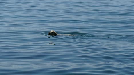 Camera-pan-on-white-dog-swimming-and-catching-a-ball