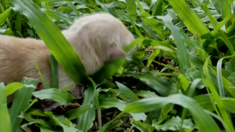 newborn-pet-Golden-Retrieve-crawl-on-grass