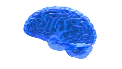 Human-brain-3D-render