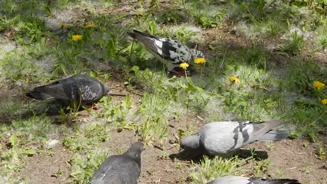 Tiere-auf-dem-Hintergrund-eines-Gehäuses-und-Natur