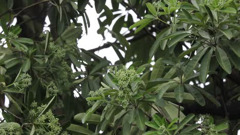 Flor-Verde-pizarra-árbol-o-árbol-del-diablo