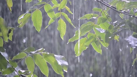 Precipitaciones-de-lluvias-ducha-aguacero-aguacero-viene-durante-el-día.