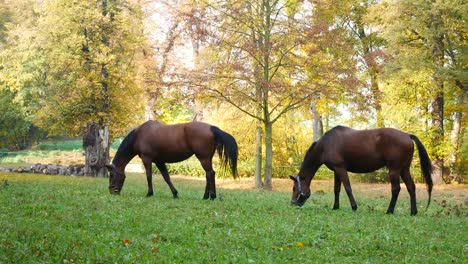 Pferde-grasen-auf-der-Wiese.-Hand-gehalten-erschossen.