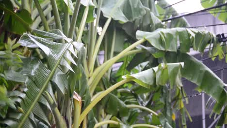 Lluvias-torrenciales-en-el-jardín-de-soplar-una-hoja-de-plátano.