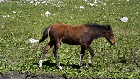 A-brown-male-foal