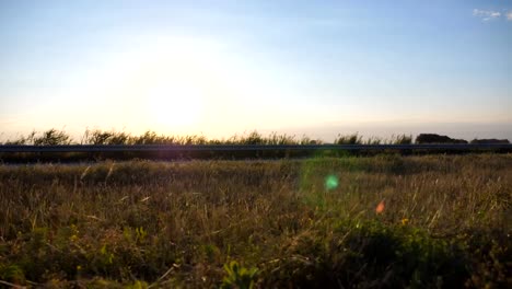 Warme-Sommer-Sonnenlicht-durchscheinen-Wildgras-nahe-der-Autobahn.-Nahaufnahme-von-Grass-Feldblumen-im-Abendlicht.-Bunte-Natur-Hintergrund.-Die-helle-Sonne-leuchtet-Trockenrasen.-Dolly-erschossen