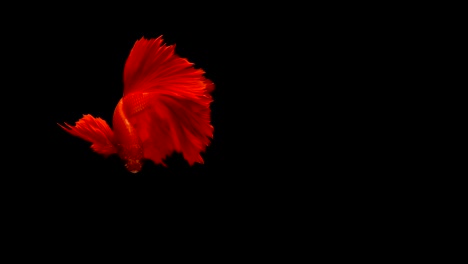 Super-Slow-Motion-der-pulsierenden-siamesische-Kampffische-(Betta-Splendens),-Name-bekannt-ist-Thai,-Plakat