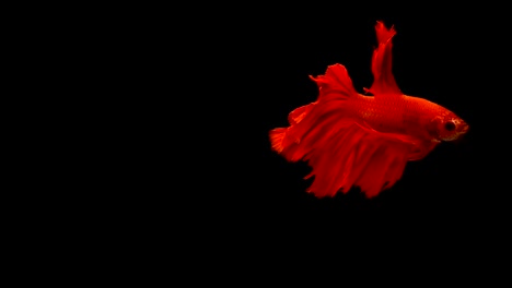 Super-Slow-Motion-der-pulsierenden-siamesische-Kampffische-(Betta-Splendens),-Name-bekannt-ist-Thai,-Plakat