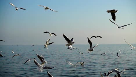 Seagulls-fly-over-the-sea.-Slow-Motion.