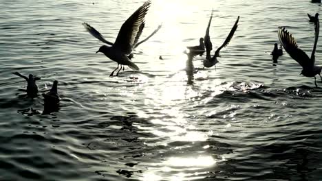 Seagulls-fly-over-the-sea.-Slow-Motion.