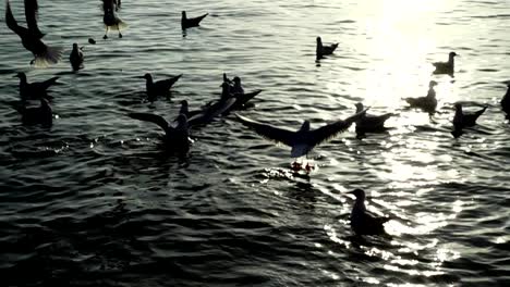 Seagulls-fly-over-the-sea.-Slow-Motion.