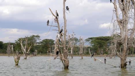 Aves-cormoranes-grande-sentarse-sobre-las-ramas-secas-de-los-árboles-inundados-en-lago-Naivasha