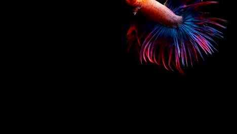 Super-lenta-de-vibrante-pez-luchador-de-Siam-(Betta-splendens),-bien-conocido-nombre-es-Plakat-tailandés