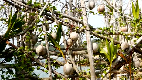 Kokosnüsse-wachsen-als-Dekoration-im-Garten.-Exotische-tropische-Kokosnuss-Palmen-mit-grünen-Blättern-hängen-von-Sonne-beschienen.-Weg-zum-Strand-auf-Koh-Phangan