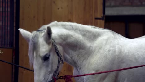 El-caballo-blanco-se-encuentra-en-el-dosel-y-espera.