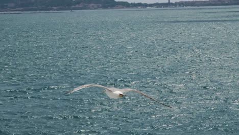 Seagulls-fly-in-the-sky-over-the-sea-from-a-ship-in-Italy.