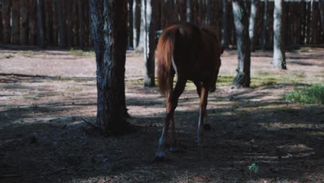 Young-foal-walking-in-the-woods