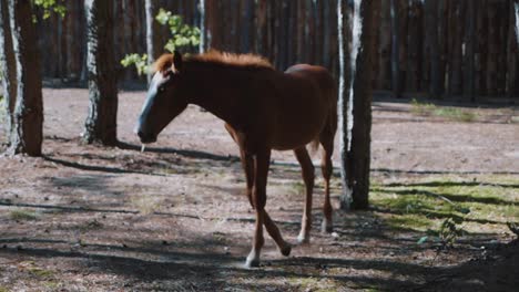 Cute-brown-filly-in-the-wood.