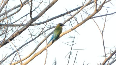 Blau-tailed-Bienenfresser-Vogel-auf-Zweig.