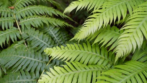 Dickicht-der-Farne-in-einem-feuchten-tropischen-Wald