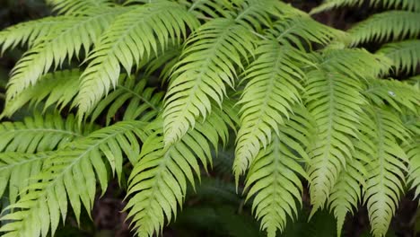 fern-in-a-magical-enchanted-tropica-forest