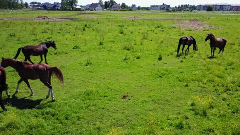 Vista-aérea-de-los-hermosos-caballos-en-el-campo