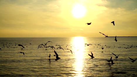 Gaviotas-sobre-el-mar.-Cámara-lenta.