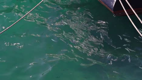 Shoal-fish-swim-on-the-surface-of-the-sea-on-a-Sunny-day-slow-motion