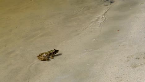 Grüner-Frosch-sitzt-an-einem-Flussufer-im-Wasser