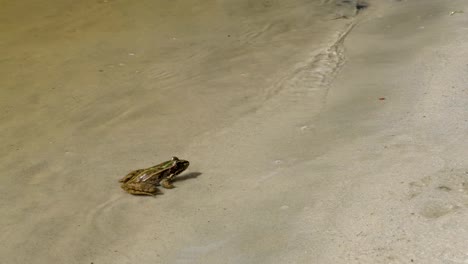 Green-Frog-Sitting-on-a-River-Bank-in-Water