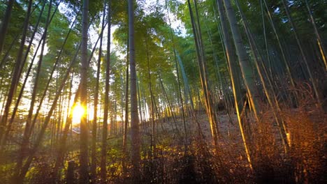 Wunderschönen-Bambuswald-in-Arashiyama-Kyoto-Stadt