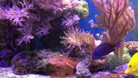 Marine-Aquarium-voller-tropischer-Fische-und-Pflanzen.