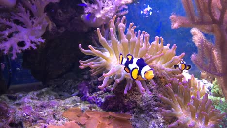 Marine-aquarium-full-of-tropical-fishes-and-plants.